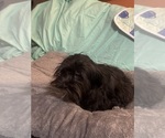 Small Photo #10 Lhasa Apso Puppy For Sale in BROOKLET, GA, USA