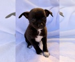 Small Photo #8 Chihuahua Puppy For Sale in FAIR HAVEN, MI, USA
