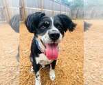 Small #3 Australian Shepherd Mix