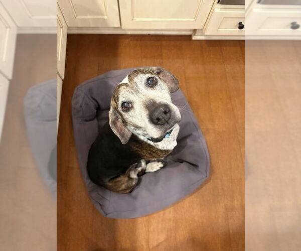 Medium Photo #8 Beagle-Unknown Mix Puppy For Sale in Springdale, PA, USA