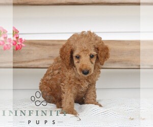 Poodle (Miniature) Puppy for sale in GAP, PA, USA