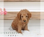 Small Poodle (Miniature)