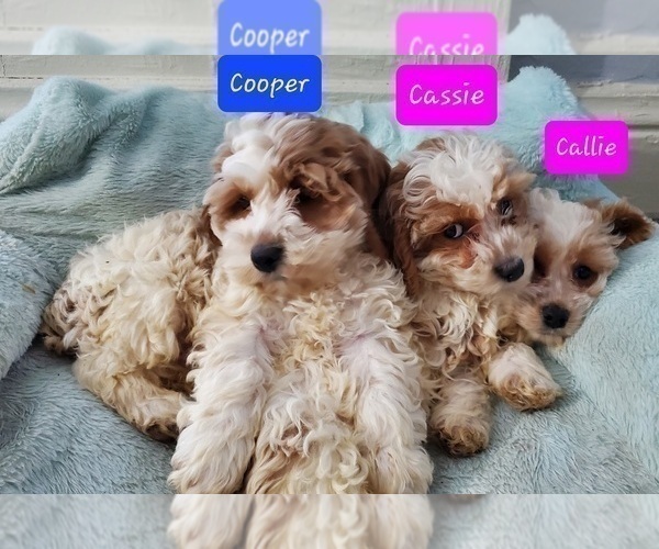 Medium Photo #1 Cockapoo Puppy For Sale in GOSHEN, IN, USA