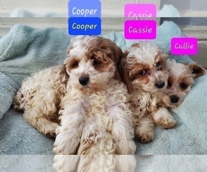 Cockapoo Puppy for sale in GOSHEN, IN, USA