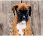 Small #1 Boxer
