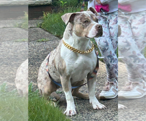 American Bully Puppy for sale in EAST BRUNSWICK, NJ, USA