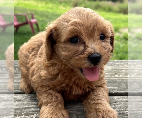 Medium Photo #1 Shih-Poo Puppy For Sale in DUNDEE, OH, USA