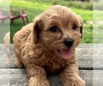 Small Photo #1 Shih-Poo Puppy For Sale in DUNDEE, OH, USA