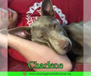 Charlene (Char) - Female Labrador Retriever-Unknown Mix Dog for Adoption - Photo #20