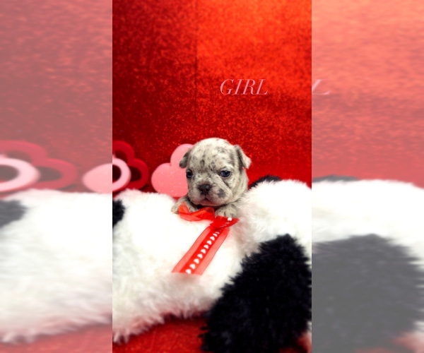 Medium Photo #1 French Bulldog Puppy For Sale in MILWAUKEE, WI, USA