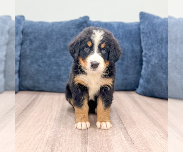 Medium Photo #1 Bernese Mountain Dog Puppy For Sale in DUNDEE, OH, USA