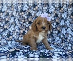 Small #9 Cavapoo (Miniature)