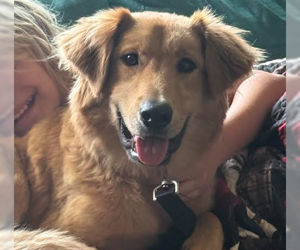 Medium Photo #1 Golden Retriever-Unknown Mix Puppy For Sale in Brooklyn Center, MN, USA