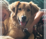 Small Golden Retriever Mix