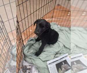 Labrador Retriever-Unknown Mix Dogs for adoption in SHERBURNE, NY, USA