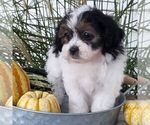 Small Zuchon