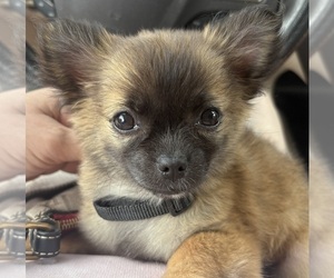 Chihuahua Puppy for sale in EAU CLAIRE, WI, USA