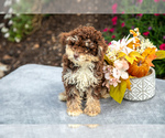 Puppy Amber Poodle (Miniature)