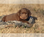 Small #5 Labrador Retriever