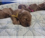 Small Photo #8 Golden Irish-Golden Retriever Mix Puppy For Sale in EUREKA, IL, USA