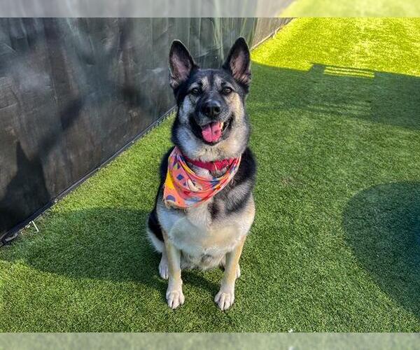 Medium Photo #1 German Shepherd Dog-Siberian Husky Mix Puppy For Sale in Orange, CA, USA