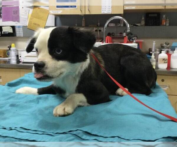 Medium Photo #1 Mutt Puppy For Sale in Riverside, CA, USA