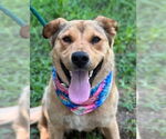 Small #5 Labrador Retriever Mix
