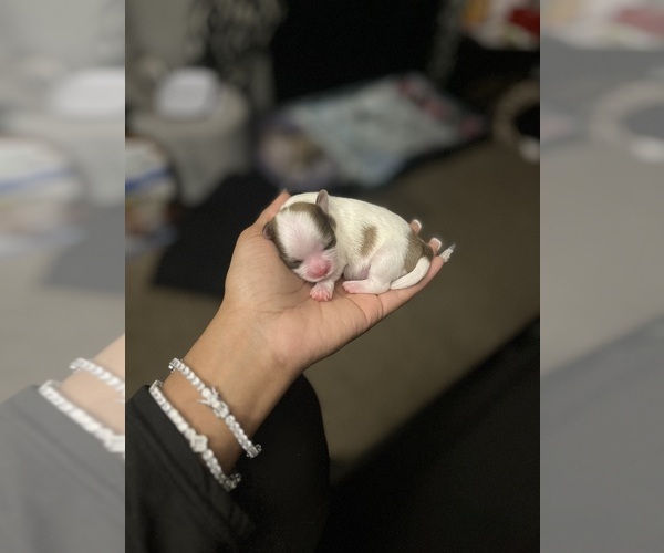 Medium Photo #5 Shih Tzu Puppy For Sale in MEMPHIS, TN, USA