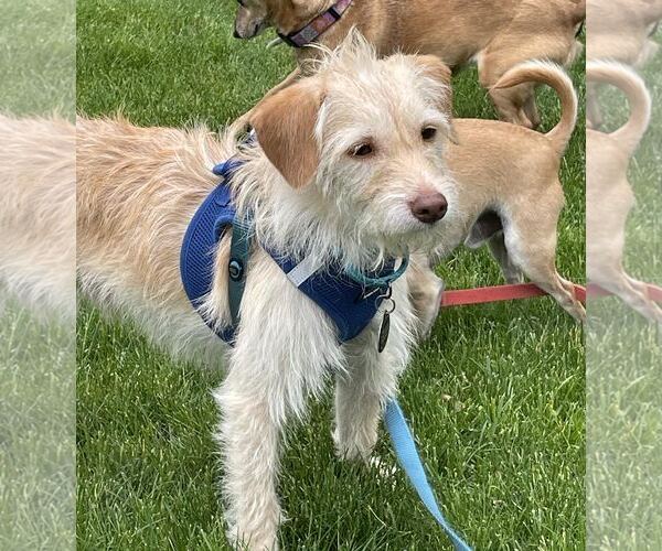 Medium Photo #2 Mutt Puppy For Sale in Princeton, MN, USA