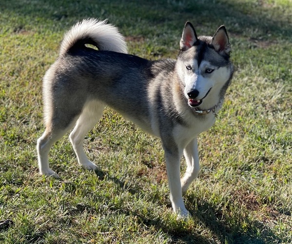 Medium Photo #1 Goberian Puppy For Sale in WARSAW, IN, USA