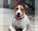 Small Photo #6 Jack Russell Terrier-Unknown Mix Puppy For Sale in Washington, DC, USA