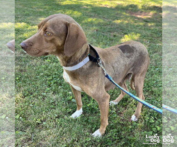 Medium Photo #7 Beagle-Retriever  Mix Puppy For Sale in Washington, DC, USA