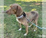 Small #6 Beagle-Retriever  Mix