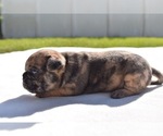 Small #2 Pug