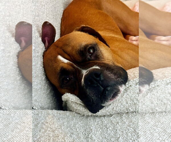 Medium Photo #4 Boxer Puppy For Sale in Dumont, NJ, USA