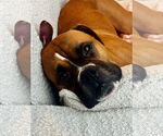 Small Photo #4 Boxer Puppy For Sale in Dumont, NJ, USA