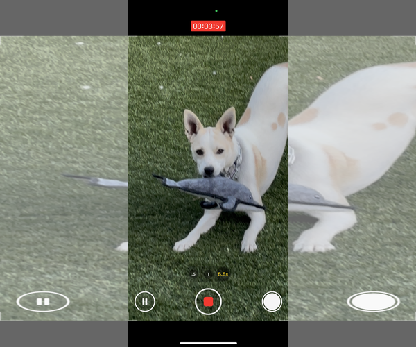 Medium Photo #5 Carolina Dog-Unknown Mix Puppy For Sale in Morgan Hill, CA, USA