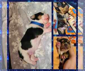 Bagle Hound Puppy for sale in WALLINGFORD, KY, USA