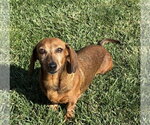 Small #2 Dachshund