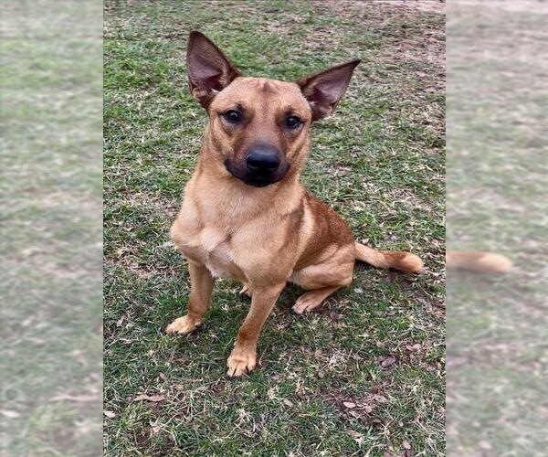 Medium Photo #1 Mutt Puppy For Sale in Conroe, TX, USA