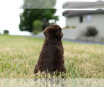 Small Photo #8 Miniature Australian Shepherd Puppy For Sale in WARSAW, IN, USA
