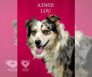 Australian Shepherd Dogs for adoption in Stockton, CA, USA