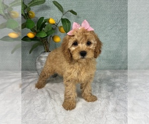 Cavapoo Puppy for sale in FRANKLIN, IN, USA
