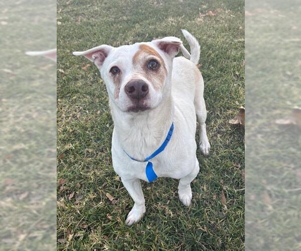 Medium Photo #3 Mutt Puppy For Sale in Riverside, CA, USA