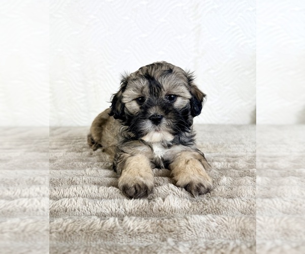 Medium Photo #4 ShihPoo Puppy For Sale in GREENFIELD, IN, USA