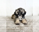 Small #3 ShihPoo