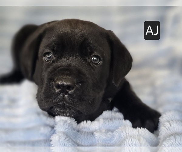 Medium Photo #5 Cane Corso Puppy For Sale in MINERAL WELLS, WV, USA