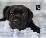 Small #4 Cane Corso