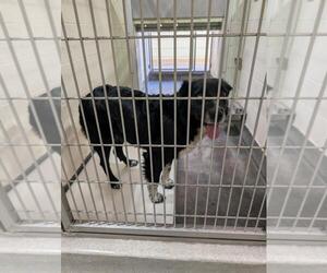 Australian Shepherd-Unknown Mix Dogs for adoption in Upland, CA, USA