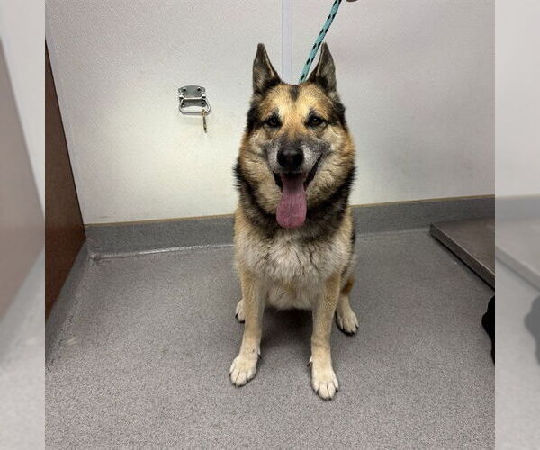 Medium Photo #2 German Shepherd Dog Puppy For Sale in Rancho Cucamonga, CA, USA